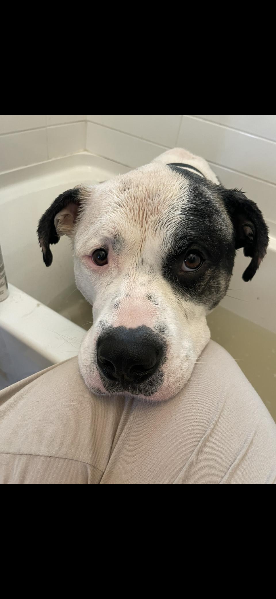 Rocky, an adoptable Bulldog, Mastiff in Winnipeg, MB, R2C 3A4 | Photo Image 6