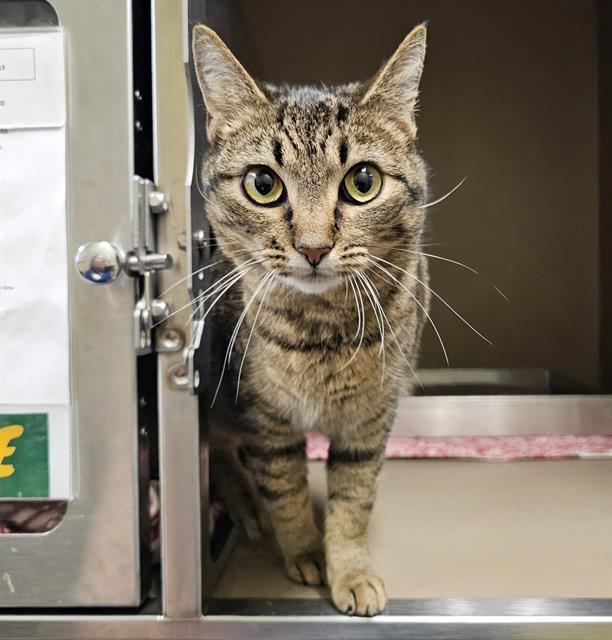 Enlarge MAURA, a Adoptable Domestic Short Hair in Clyde, NC image 1/1