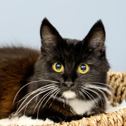 Sonnet, Adoptable, Adult Female Domestic Medium Hair & Domestic Short Hair.