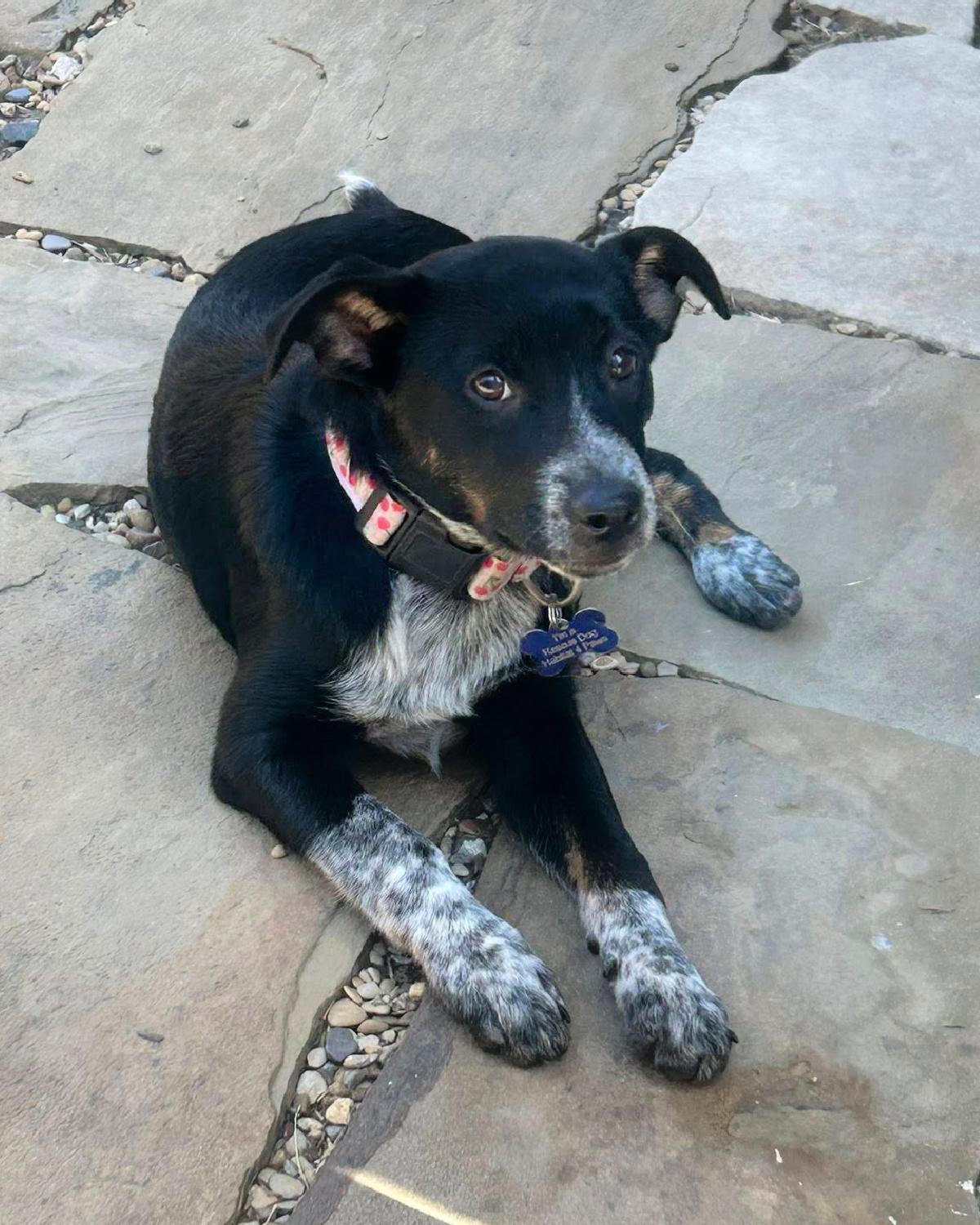 Oreo