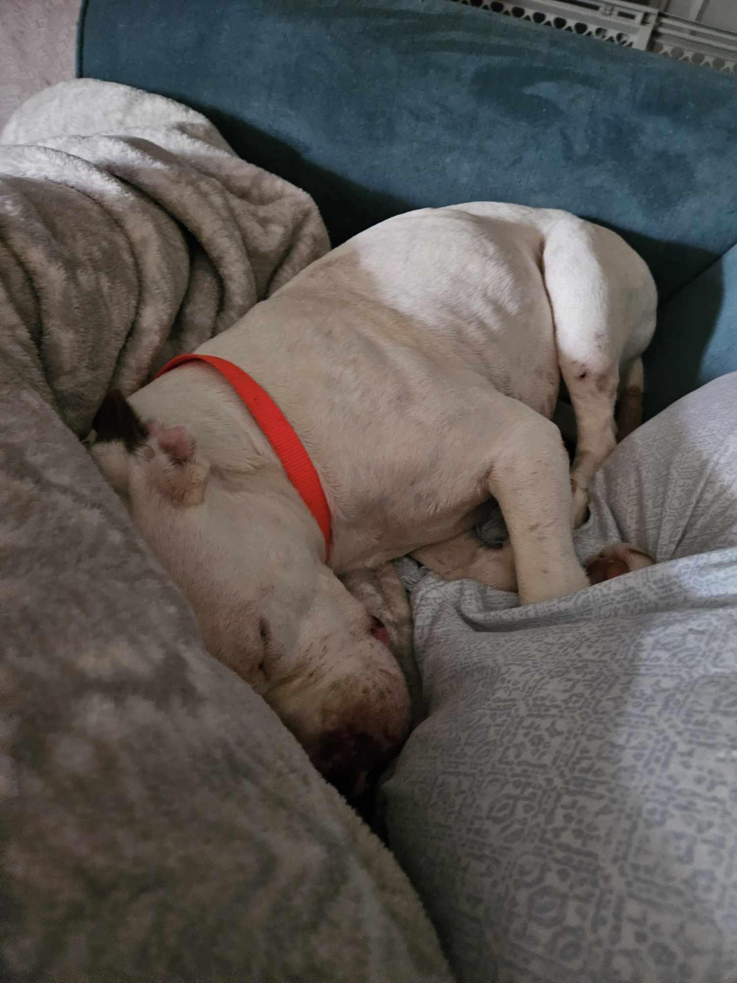 Jasmine (Snow), Adoptable, Adult Female Pit Bull Terrier.