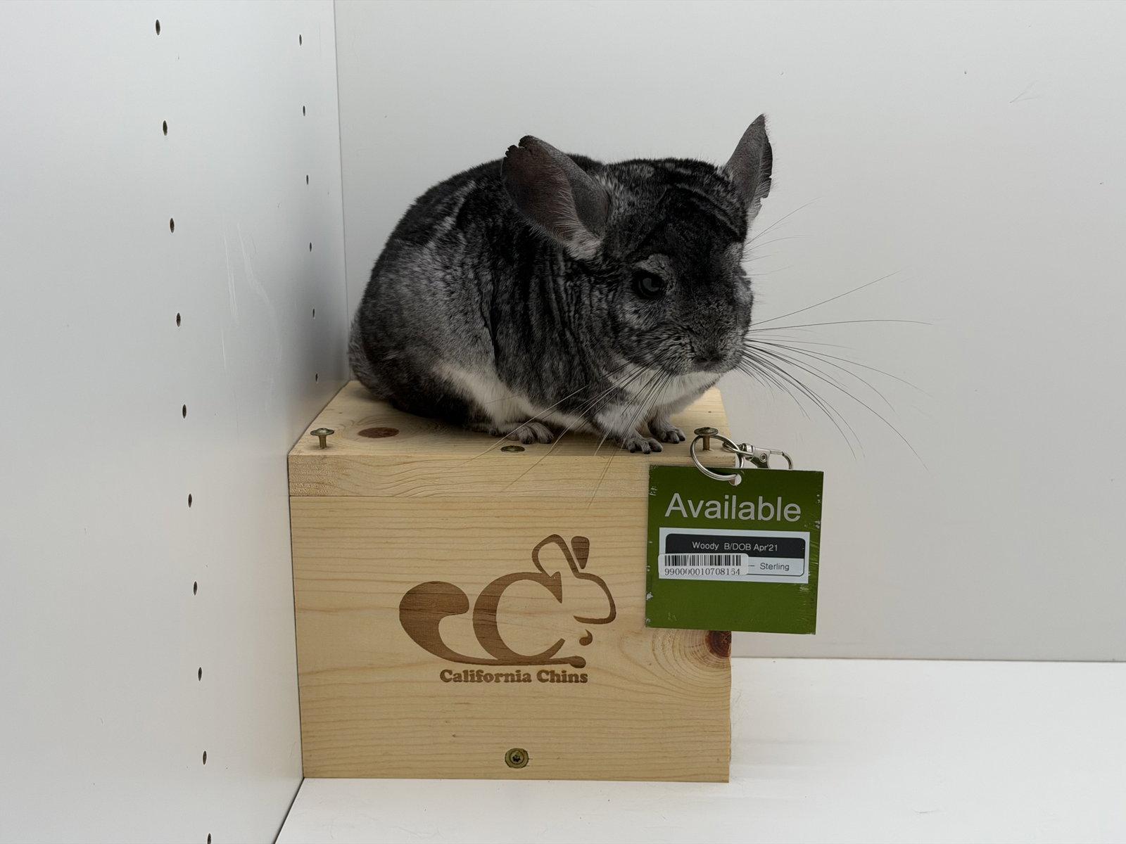 Woody, Adoptable, Adult Male Chinchilla.