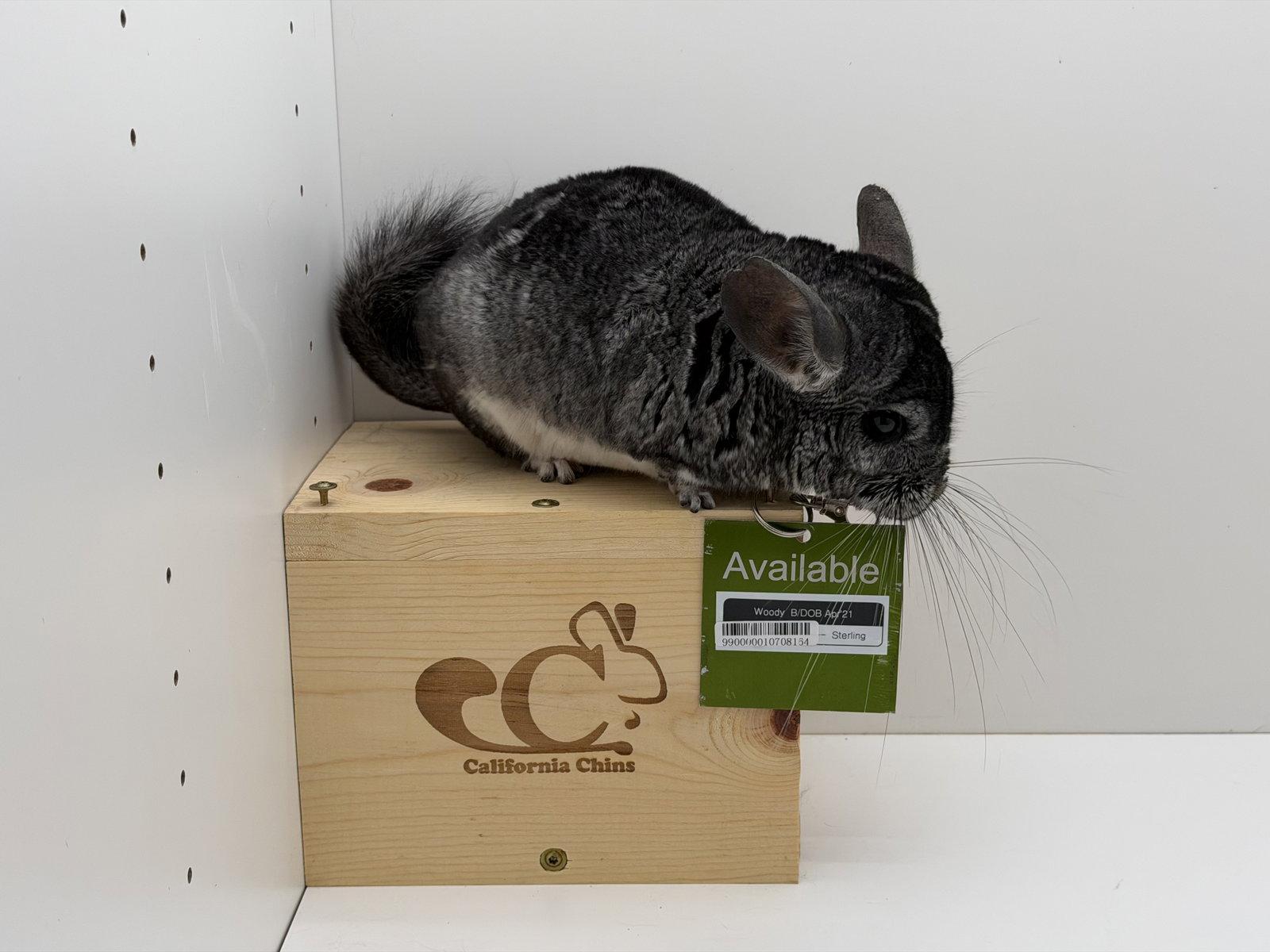 Enlarge Woody, a Adoptable Chinchilla in Sunnyvale, CA image 2/3
