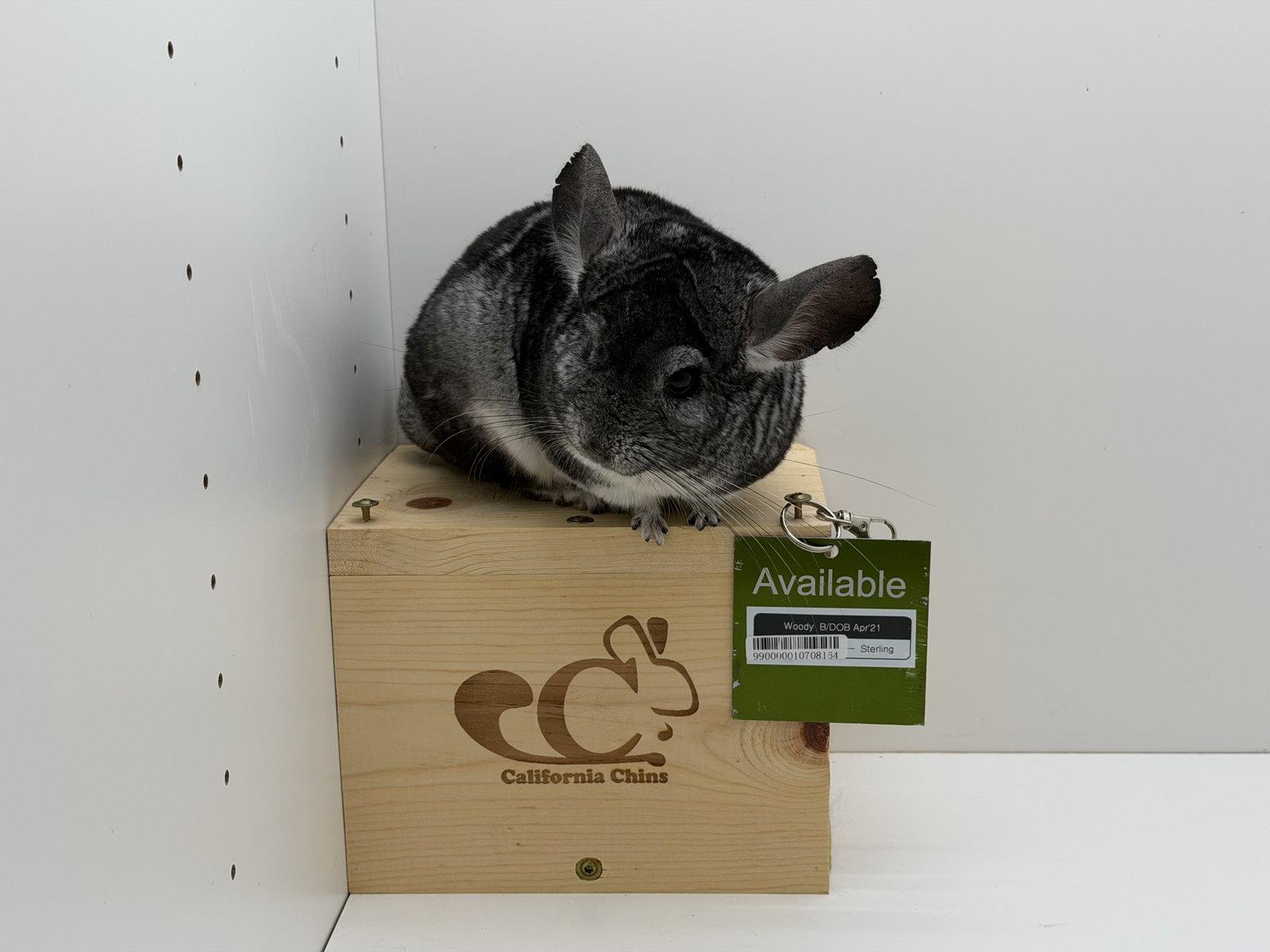 Enlarge Woody, a Adoptable Chinchilla in Sunnyvale, CA image 3/3