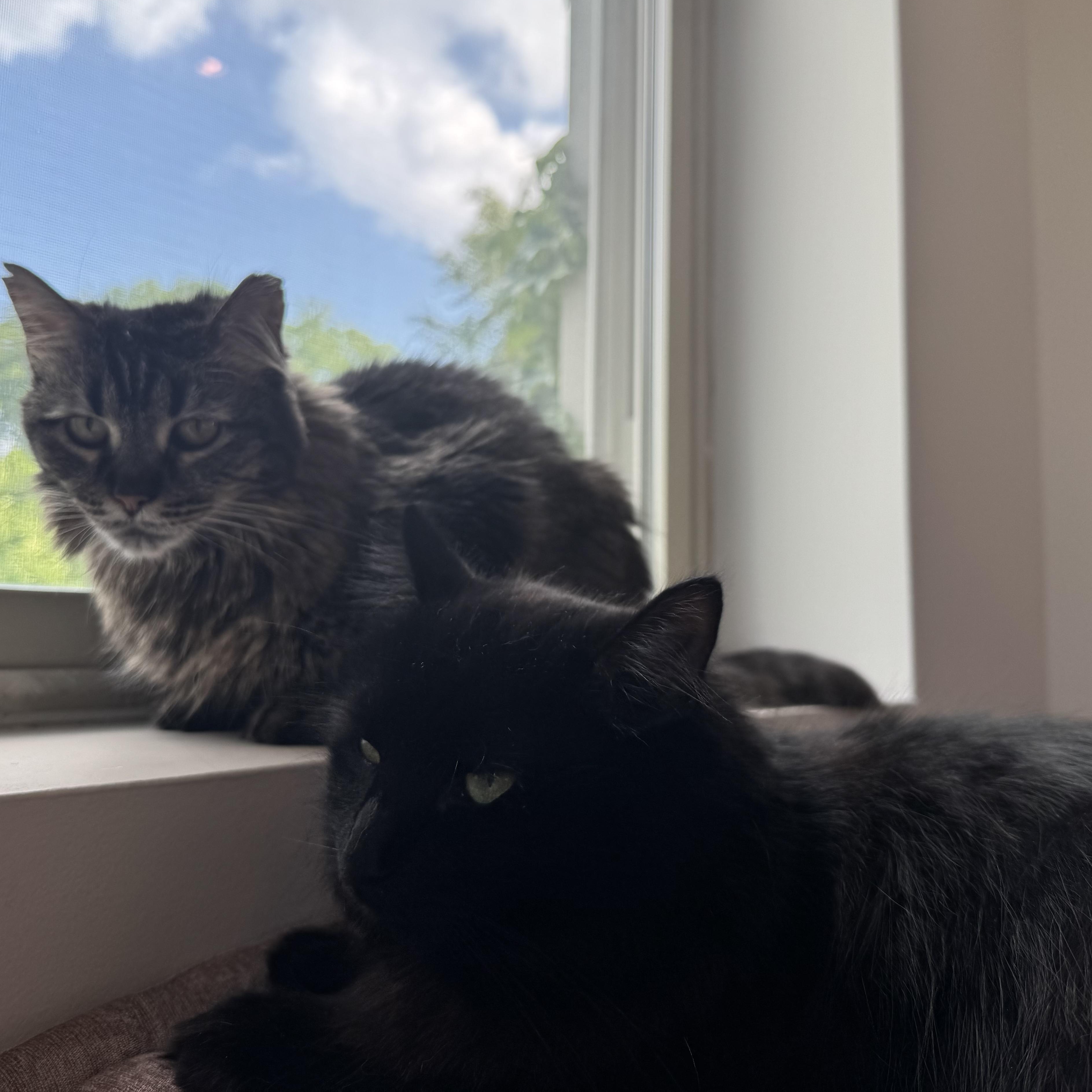 Enlarge Susie, a Adoptable mixed breed in Chicago, IL image 4/5