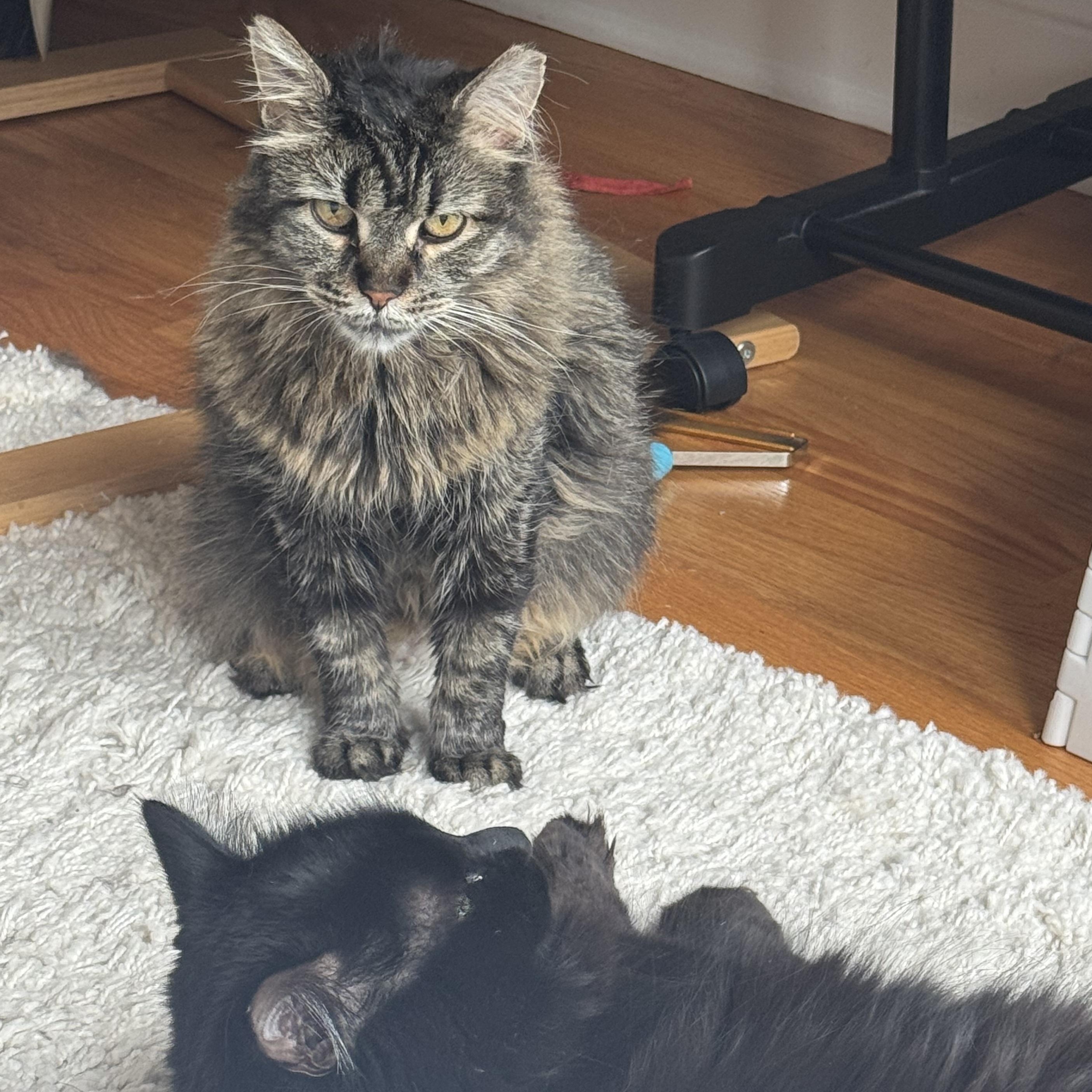 Susie, Adoptable, Young Female Domestic Long Hair.