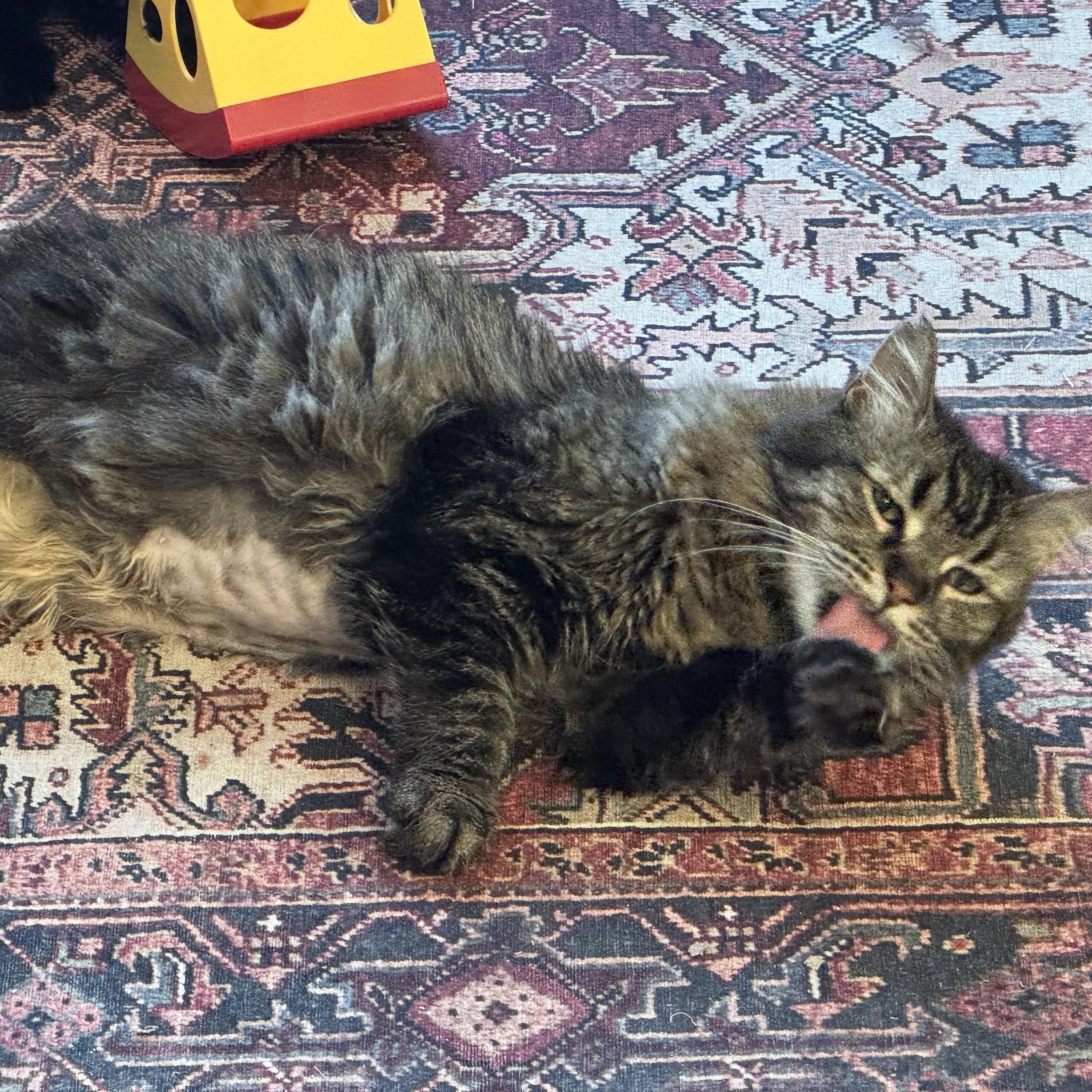 Enlarge Susie, a Adoptable mixed breed in Chicago, IL image 3/5