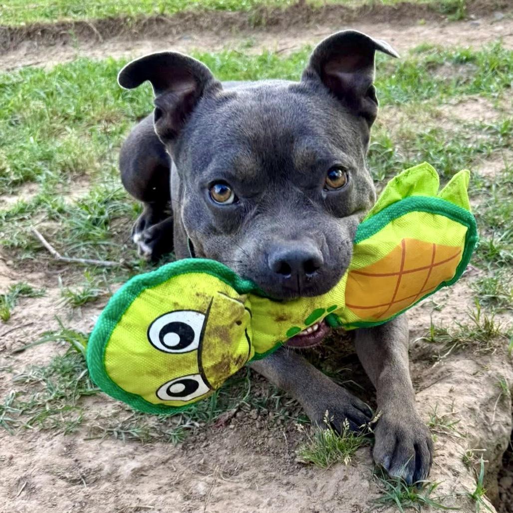 Theia, a Adoptable Pit Bull Terrier in Natchitoches, LA image 1/5