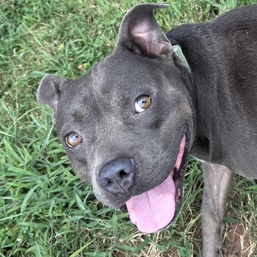 Theia, a Adoptable Pit Bull Terrier in Natchitoches, LA image 3/5