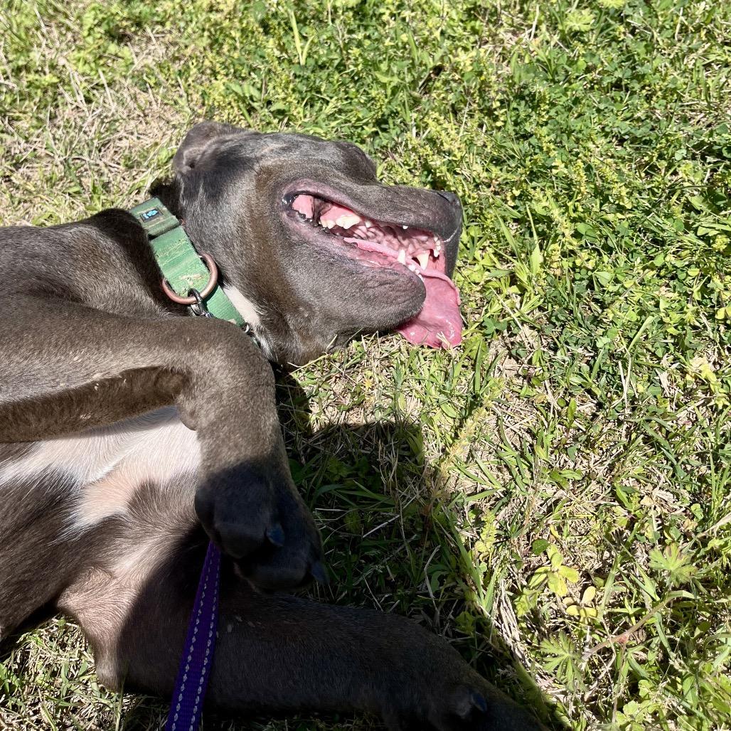 Theia, a Adoptable Pit Bull Terrier in Natchitoches, LA image 2/5