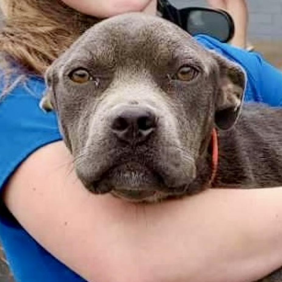 Theia, a Adoptable Pit Bull Terrier in Natchitoches, LA image 3/5