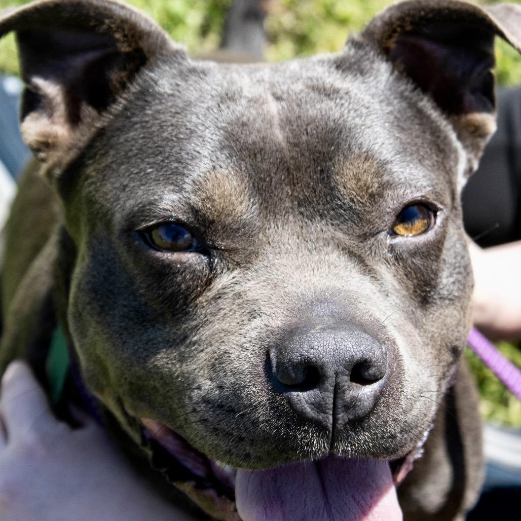 Theia, a Adoptable Pit Bull Terrier in Natchitoches, LA image 5/5