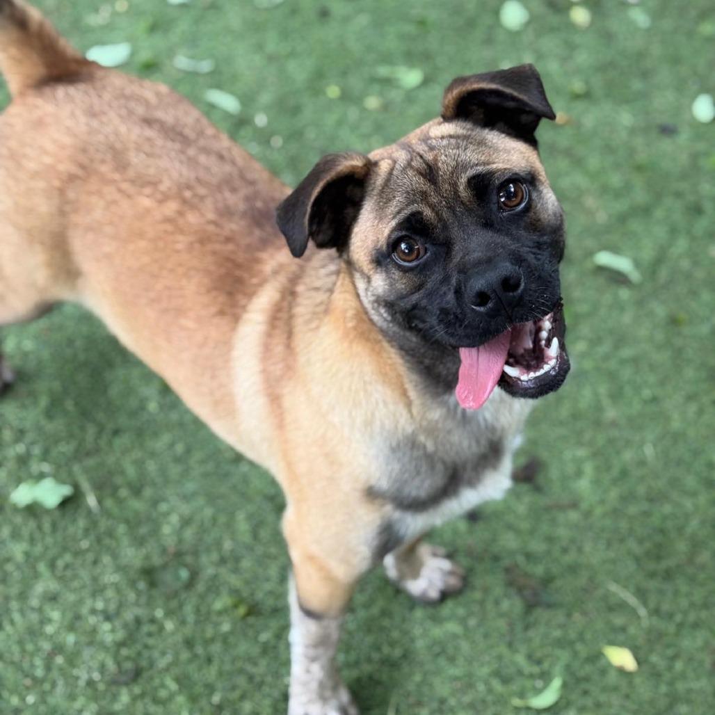 Melvin, Adoptable, Young Male Pug & Cattle Dog.