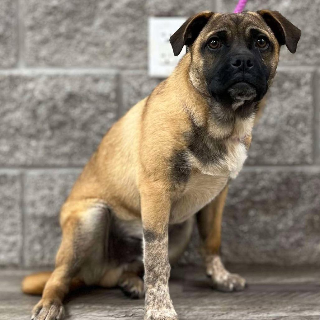 Melvin, a Adoptable mixed breed in Wadena, MN image 3/6