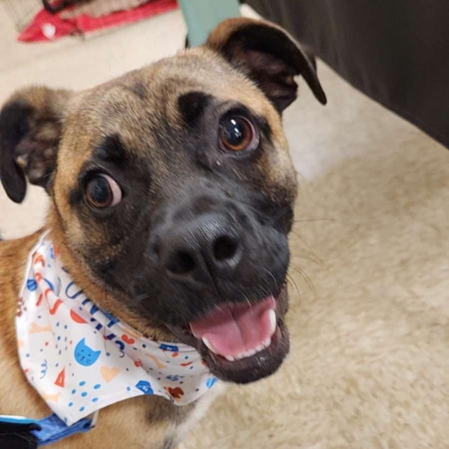 Melvin, a Adoptable mixed breed in Wadena, MN image 4/6