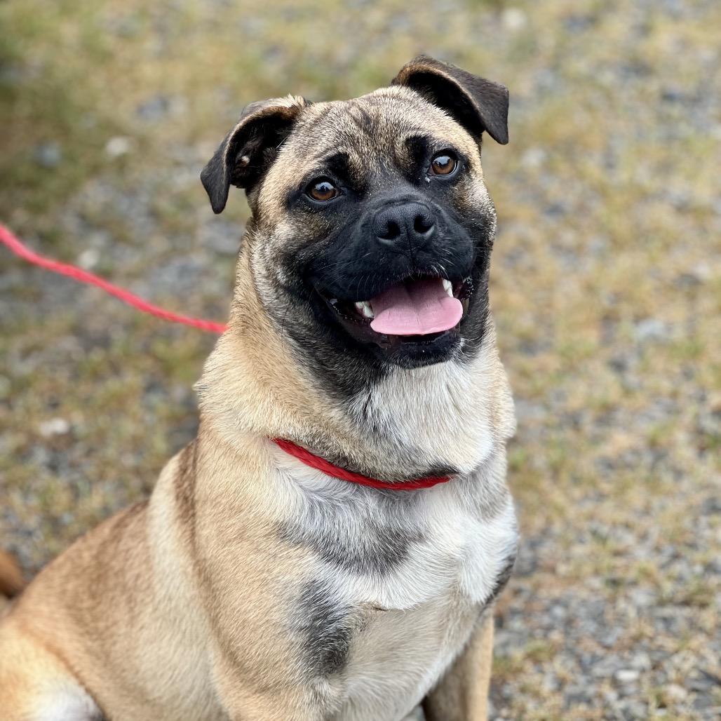 Melvin, a Adoptable mixed breed in Wadena, MN image 5/6