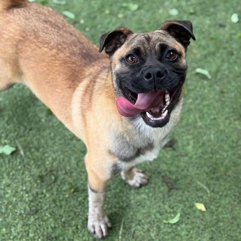 Melvin, a Adoptable mixed breed in Wadena, MN image 6/6