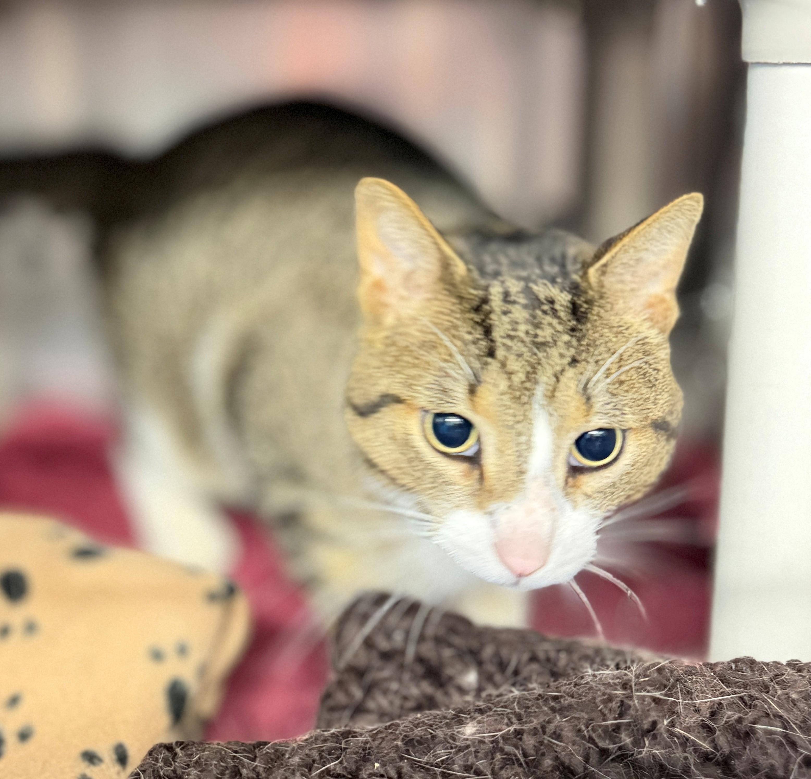 Mack, an adoptable Domestic Short Hair in Hamilton, ON image 2/2