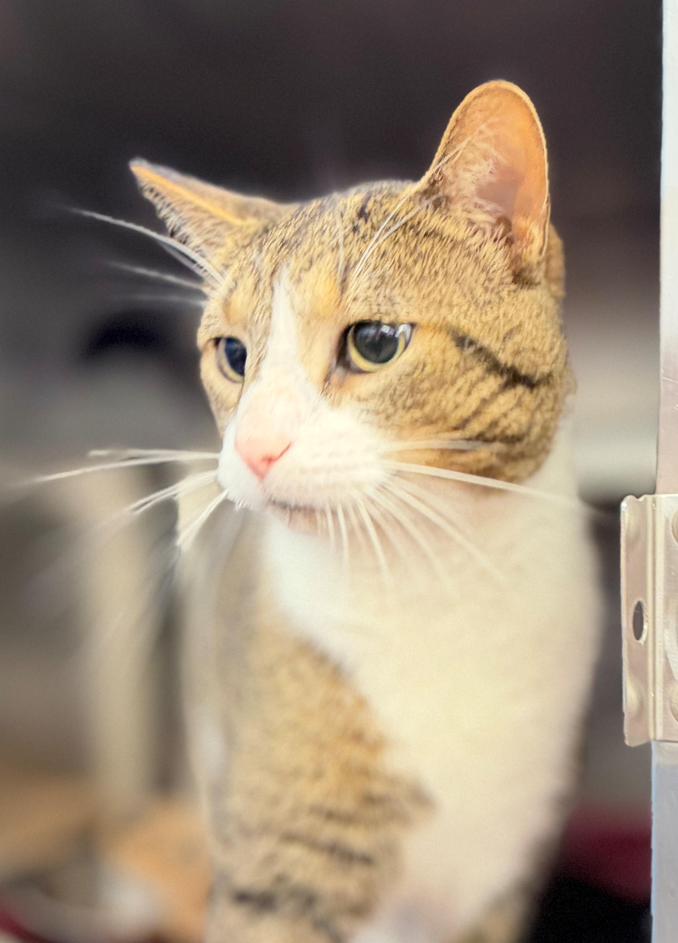 Mack, adoptable, Adult Male Domestic Short Hair.