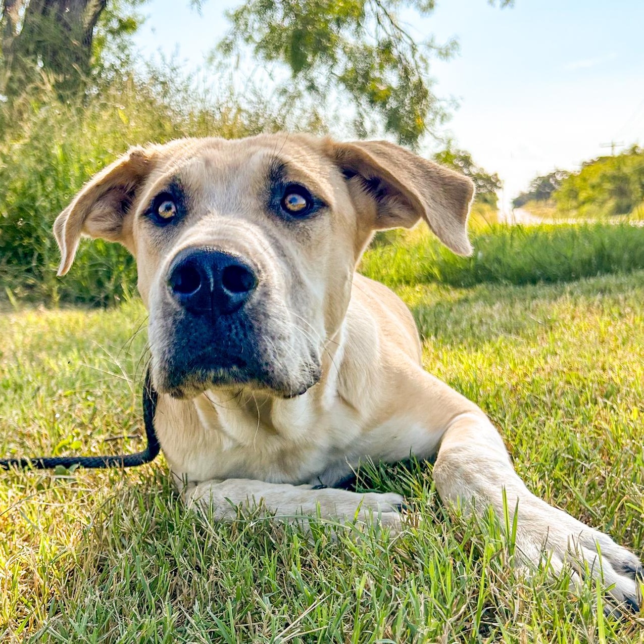 Yogi, Adopted, Young Male Great Pyrenees.