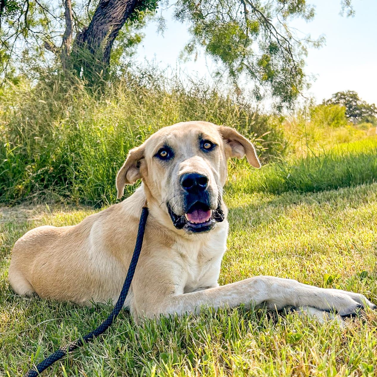 Enlarge Yogi, a Adopted mixed breed in Mason, TX image 2/6