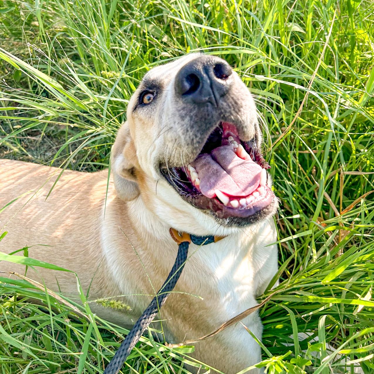 Enlarge Yogi, a Adopted mixed breed in Mason, TX image 3/6