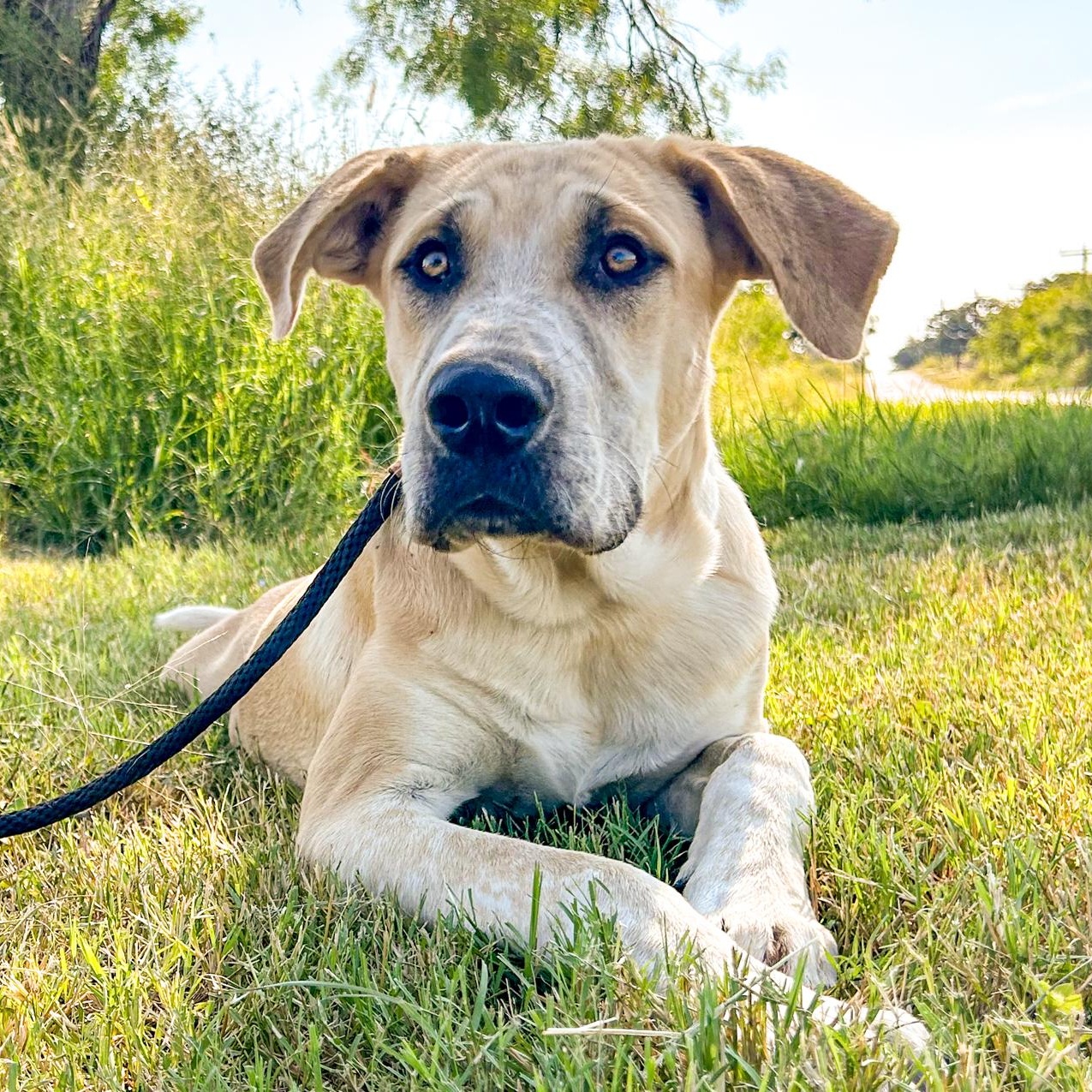Enlarge Yogi, a Adopted mixed breed in Mason, TX image 5/6