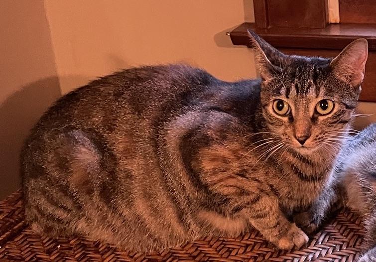Enlarge Laverne, a Adoptable Domestic Short Hair in Kinnelon, NJ image 1/4