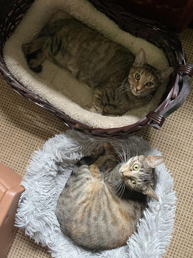Enlarge Laverne, a Adoptable Domestic Short Hair in Kinnelon, NJ image 3/4