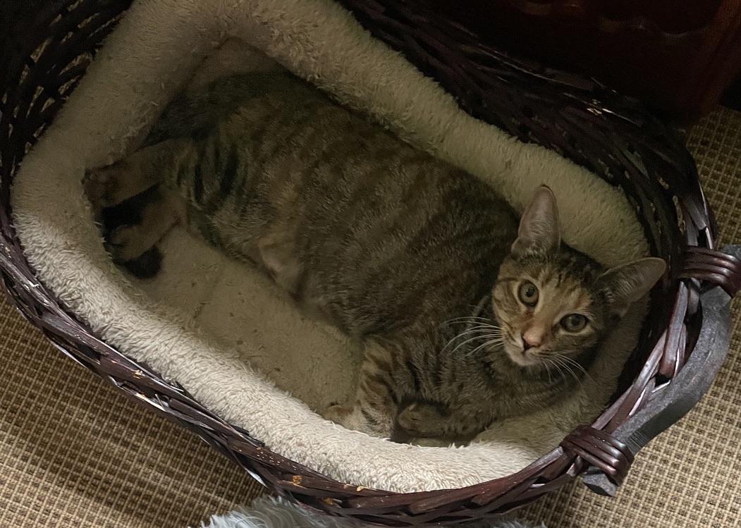 Enlarge Laverne, a Adoptable Domestic Short Hair in Kinnelon, NJ image 2/4