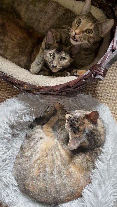 Enlarge Laverne, a Adoptable Domestic Short Hair in Kinnelon, NJ video 4/4