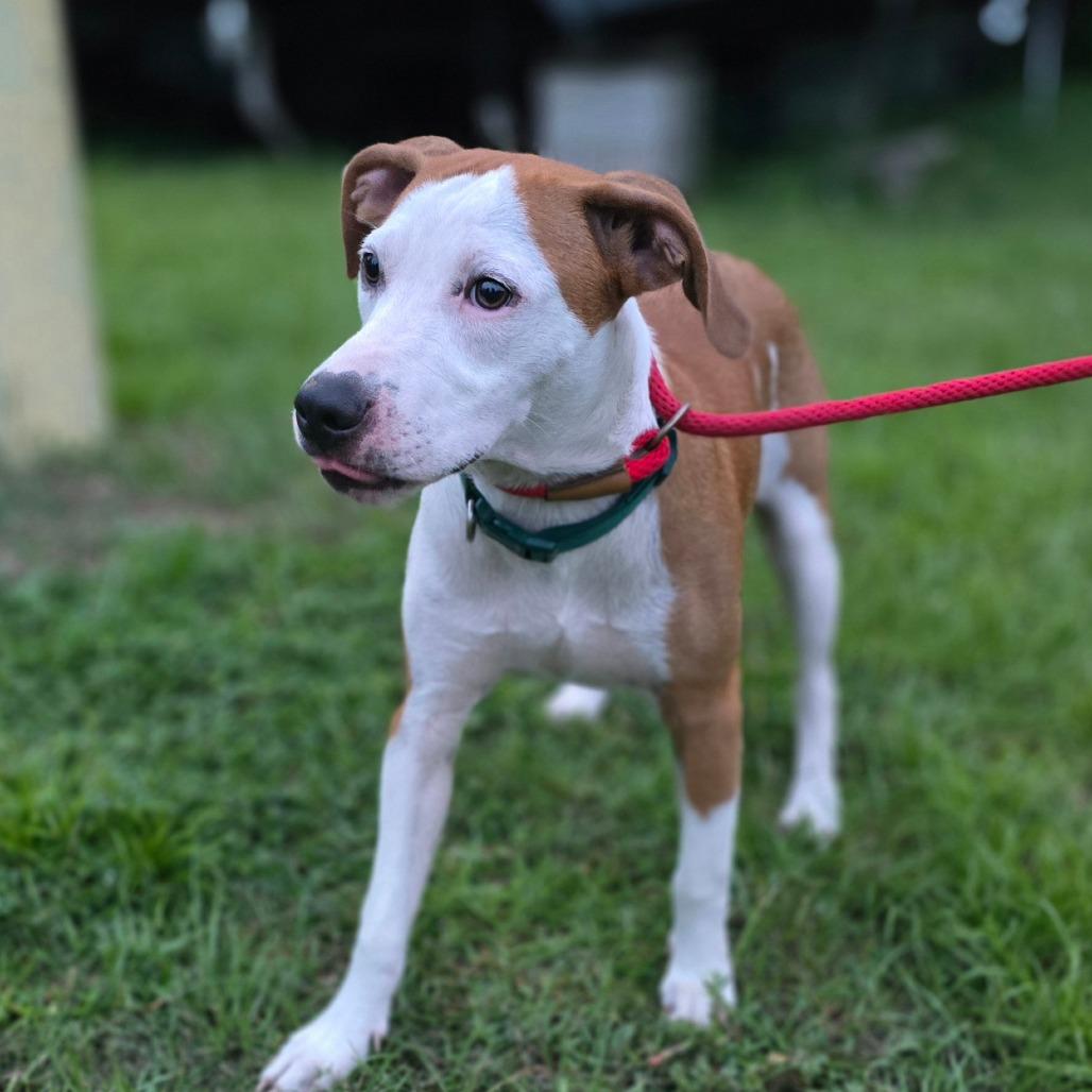 Enlarge Forest 2, a Adoptable Mixed Breed in Hinesville, GA image 1/6