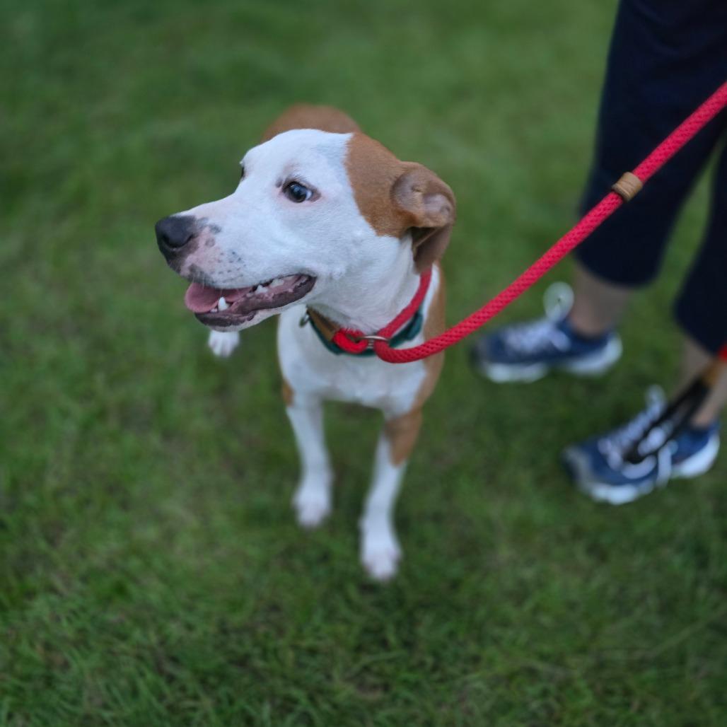 Enlarge Forest 2, a Adoptable Mixed Breed in Hinesville, GA image 2/6