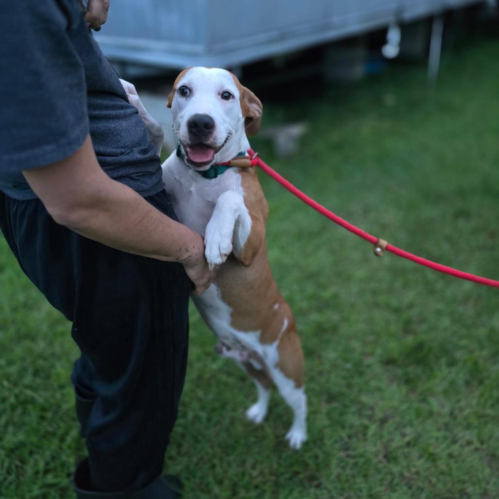 Enlarge Forest 2, a Adoptable Mixed Breed in Hinesville, GA image 3/6