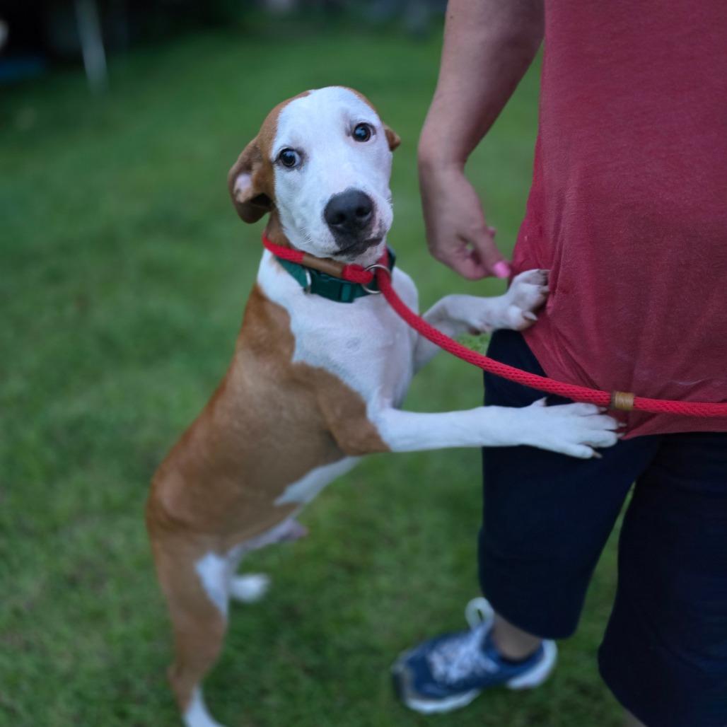 Enlarge Forest 2, a Adoptable Mixed Breed in Hinesville, GA image 5/6
