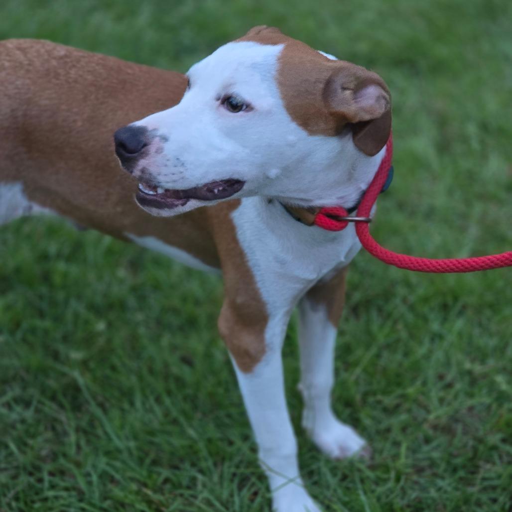 Enlarge Forest 2, a Adoptable Mixed Breed in Hinesville, GA image 6/6