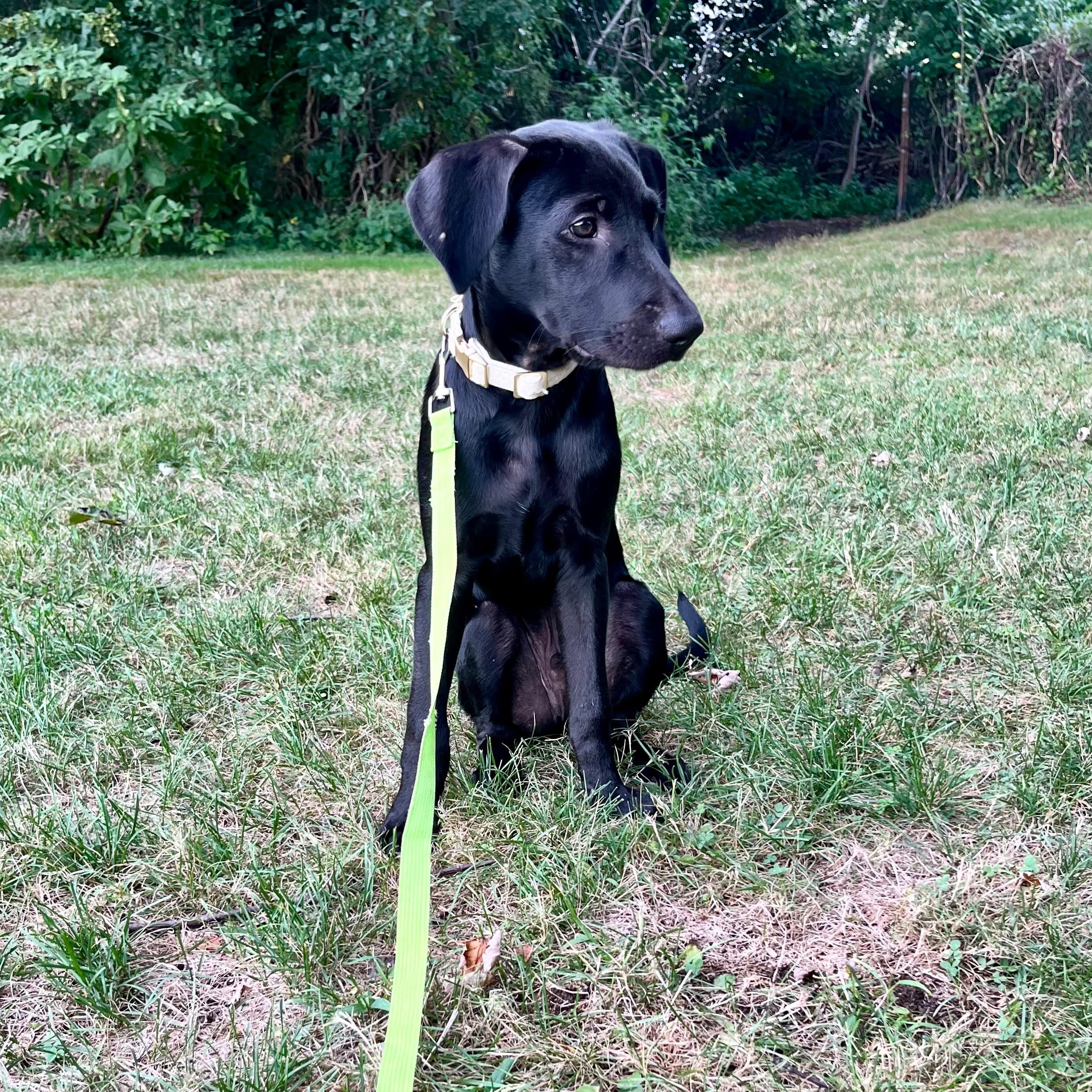Enlarge Mr. Snuggles, a Adopted Mixed Breed in Weymouth, MA image 6/6
