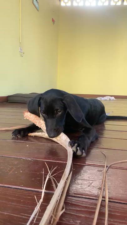 Enlarge Mr. Snuggles, a Adopted Mixed Breed in Weymouth, MA video 4/6