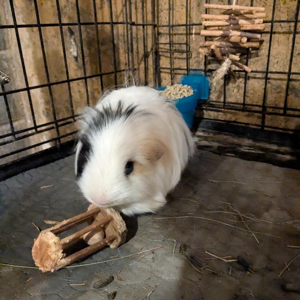 Tutti-Frutti (Tutti), Adoptable, Adult Male Peruvian.