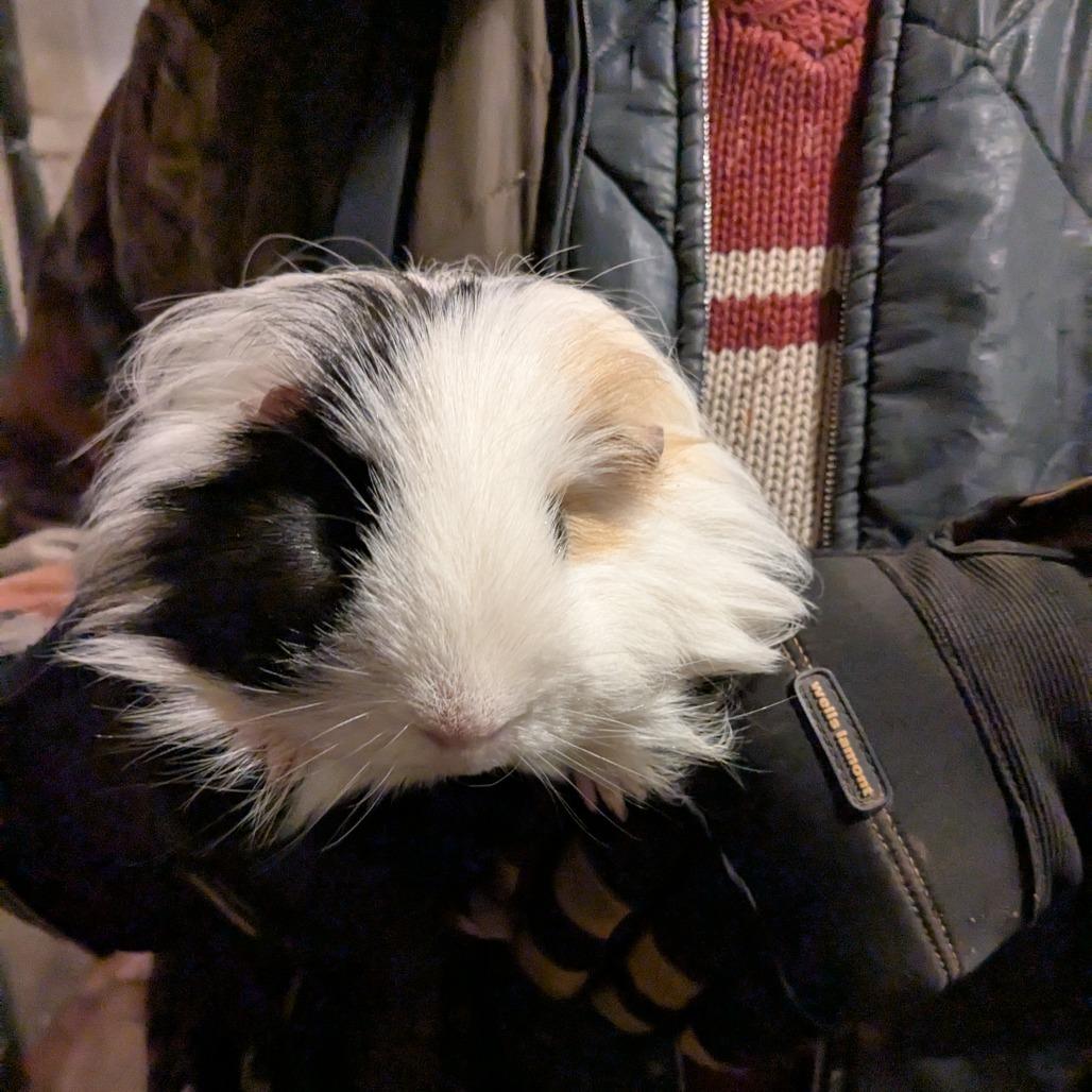 Tutti-Frutti (Tutti), a Adoptable Peruvian in Lynchburg, VA image 2/3