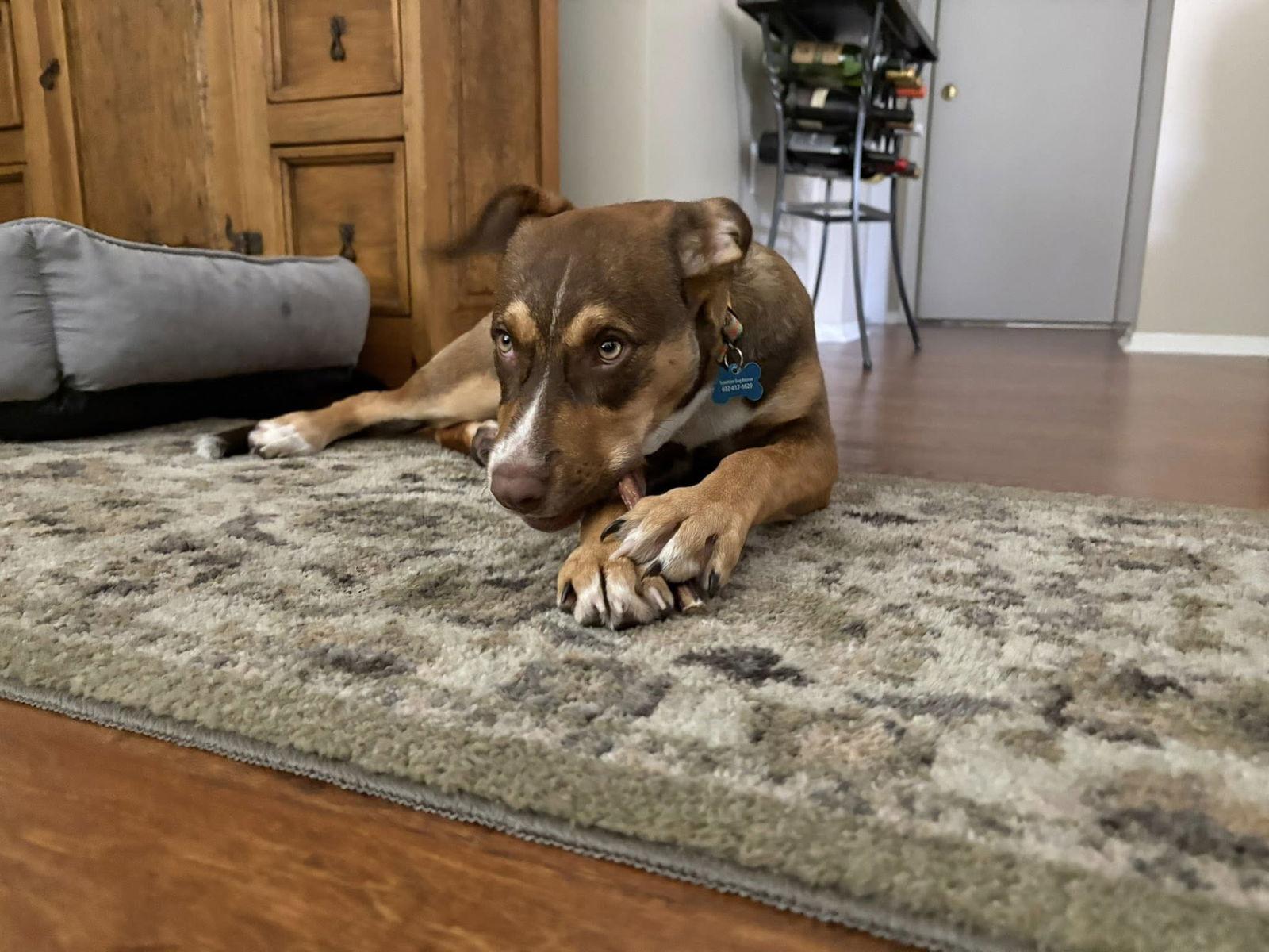 Scarlettie, Adoptable, Young Female Australian Shepherd & Labrador Retriever.