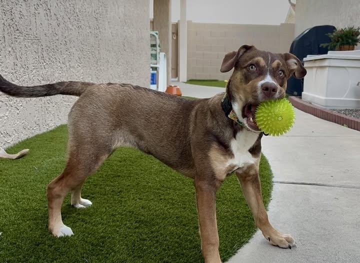 Scarlettie, a Adoptable mixed breed in Phoenix, AZ image 2/3