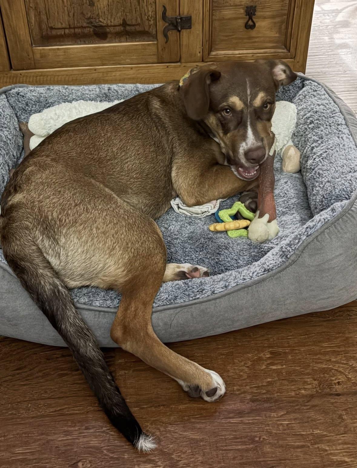 Scarlettie, a Adoptable mixed breed in Phoenix, AZ image 3/3