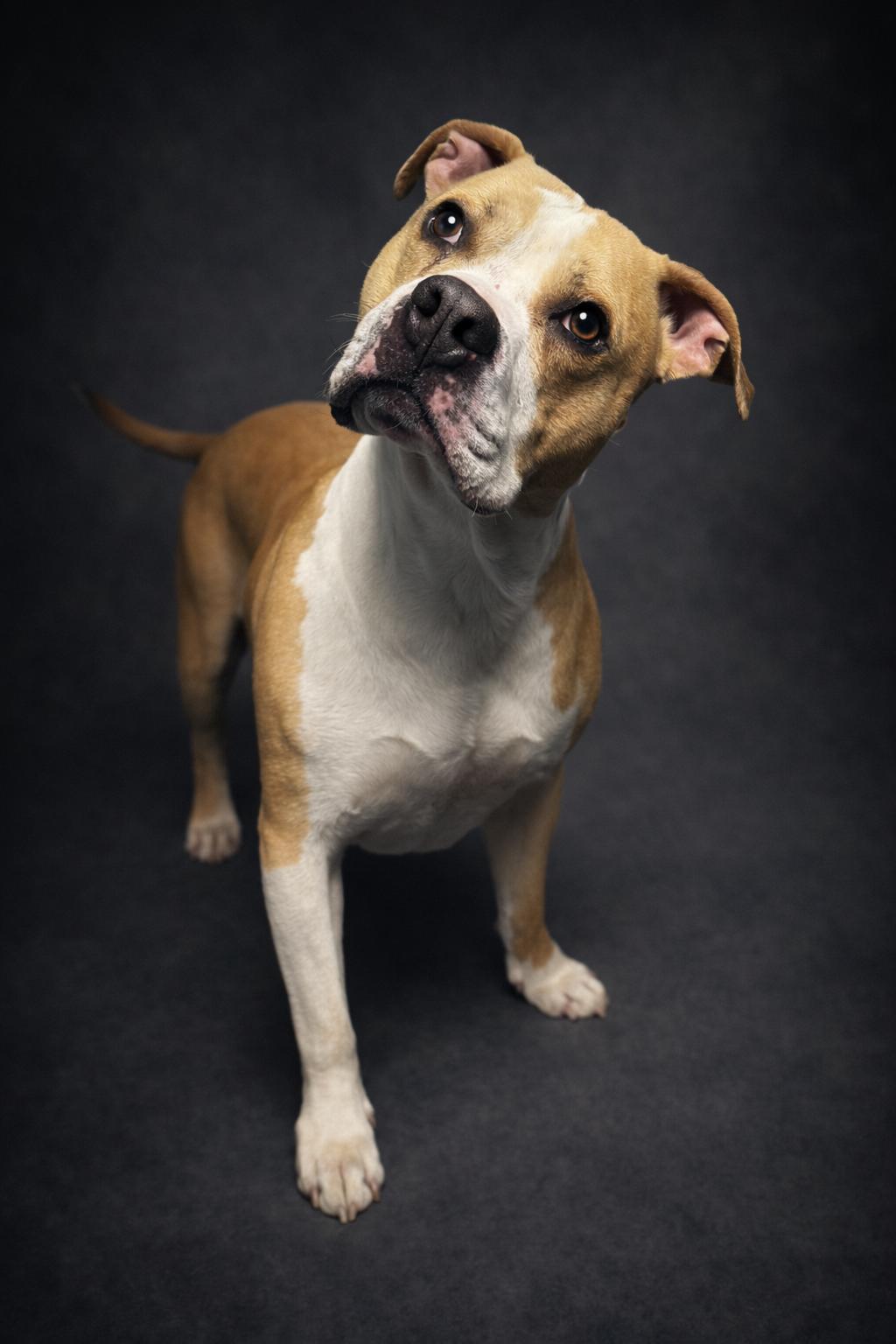 Tater Tot , ADOPTABLE, Adult Male Pit Bull Terrier.