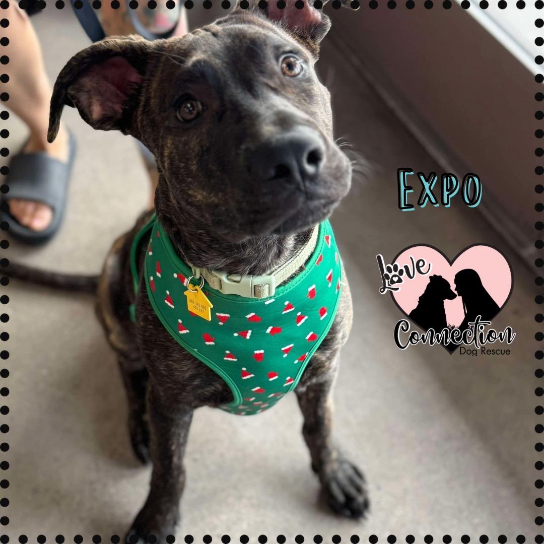 Expo, adoptable, Young Male Pit Bull Terrier.