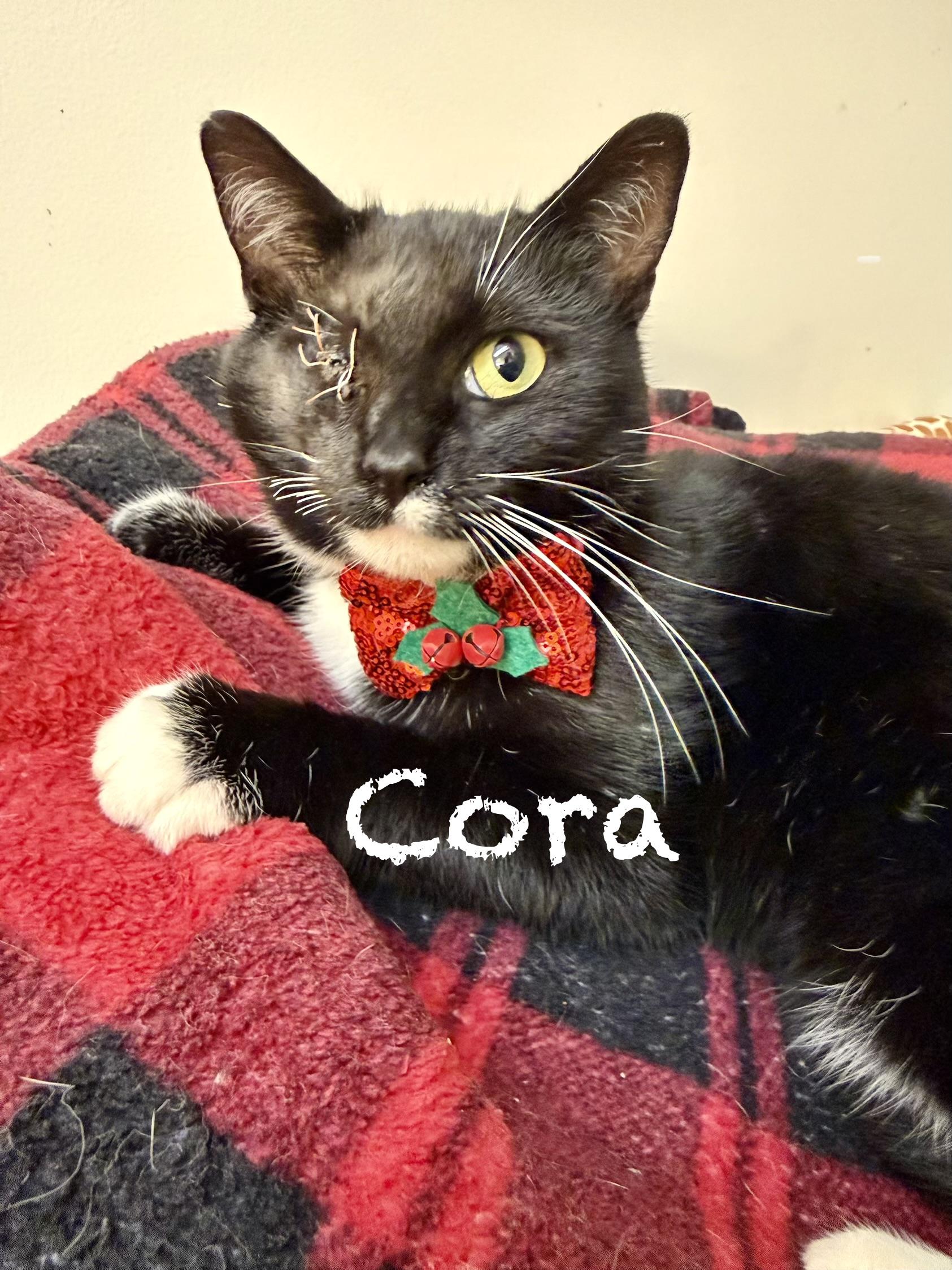 Cora, ADOPTABLE, Adult Female Domestic Short Hair.