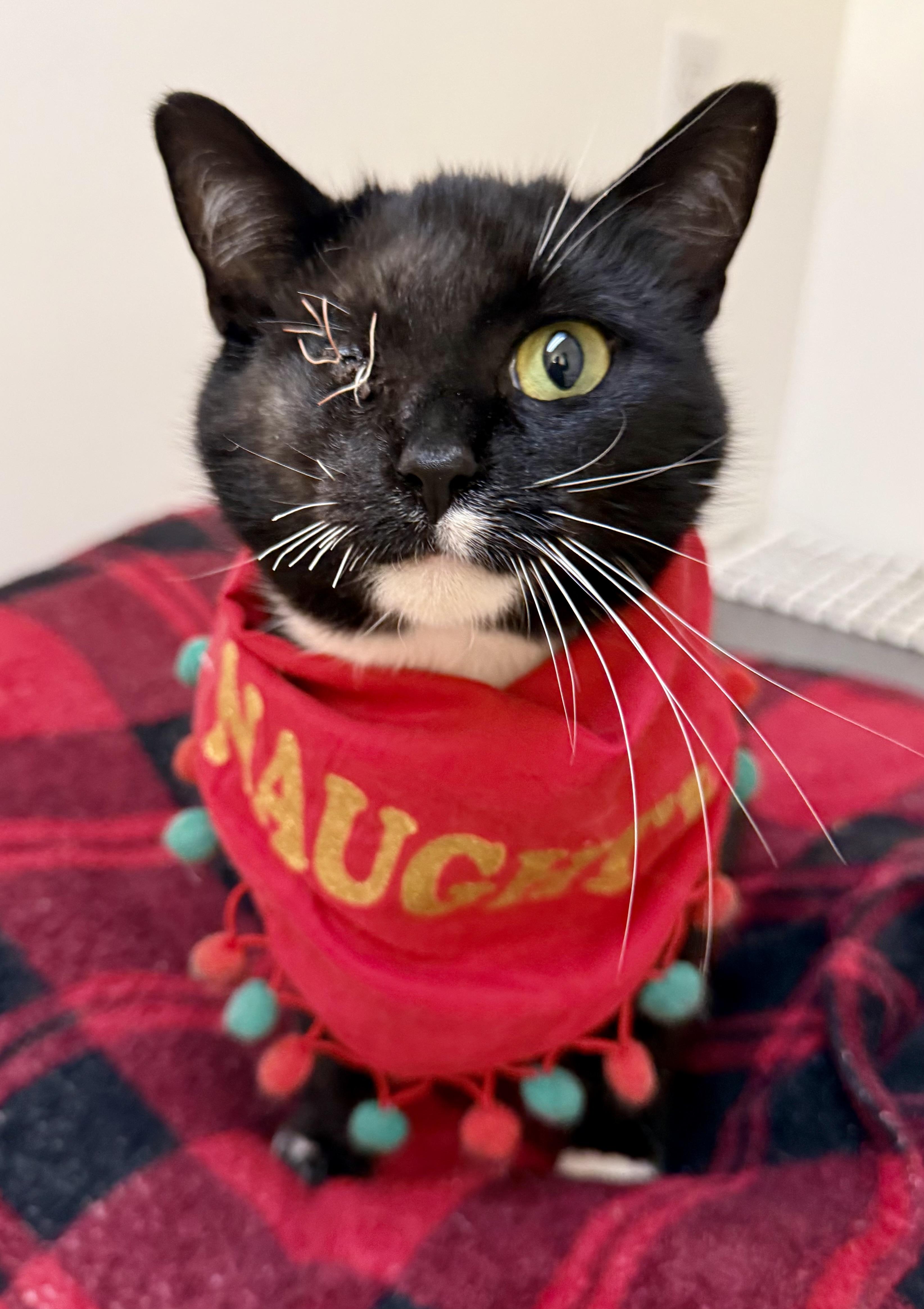 Enlarge Cora, a ADOPTABLE Domestic Short Hair in Frewsburg, NY image 2/2