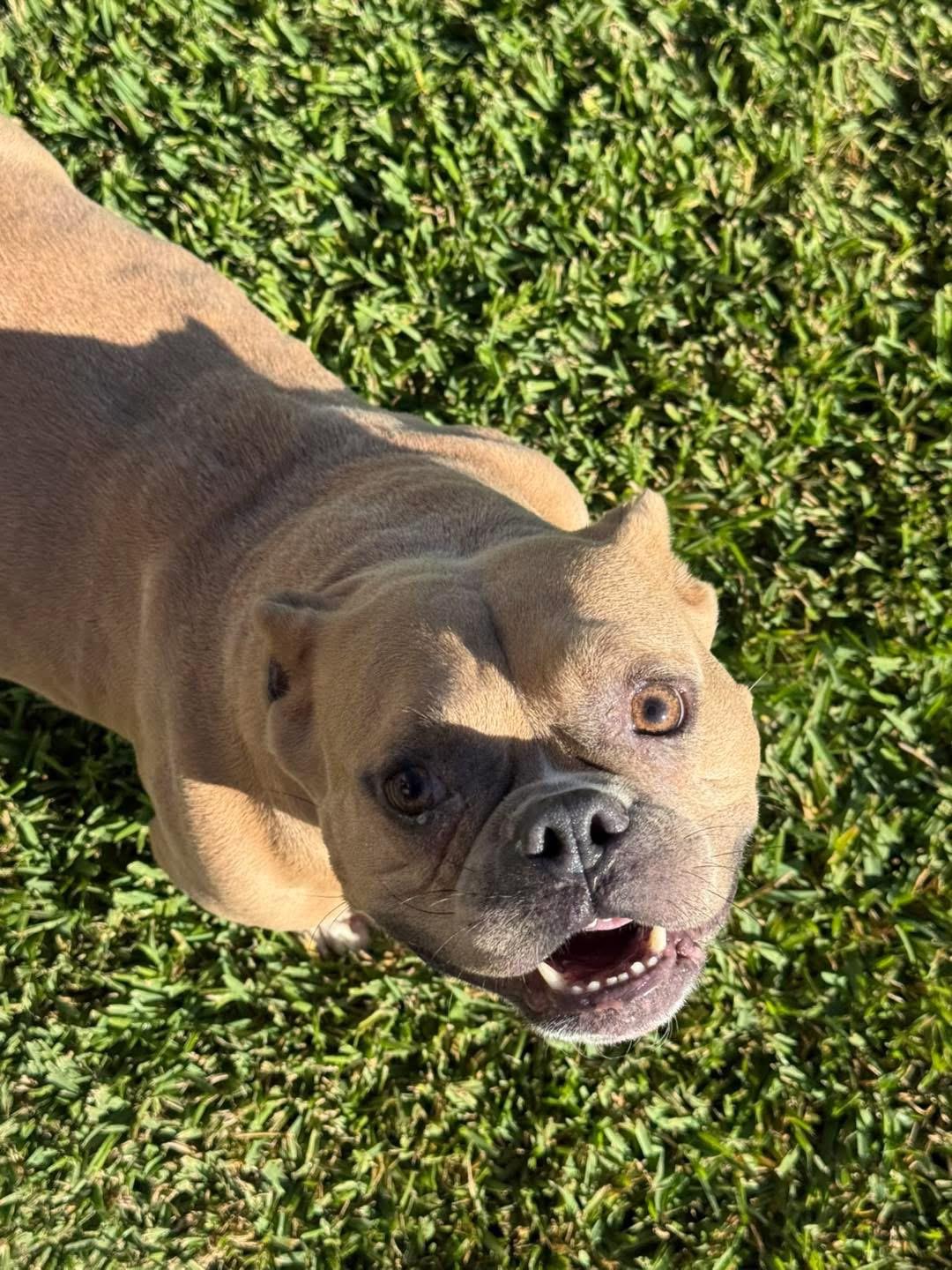 Enlarge Zydeco, a Adoptable mixed breed in Lutz, FL image 2/3