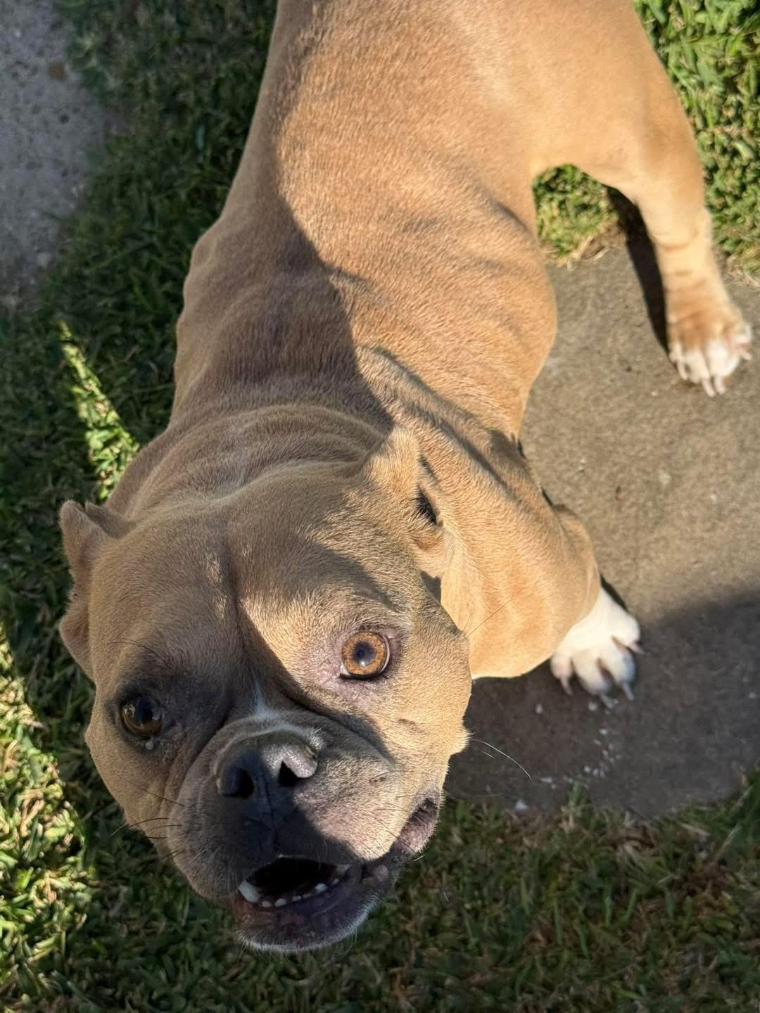 Enlarge Zydeco, a Adoptable mixed breed in Lutz, FL image 3/3