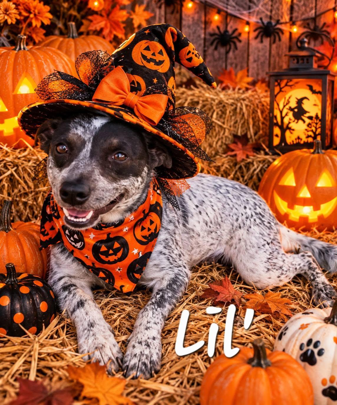 Enlarge Lil', a Adoptable mixed breed in Clyde, TX image 1/1